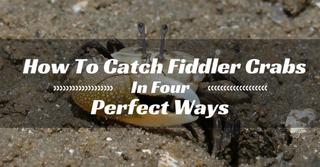 fiddler crab trap