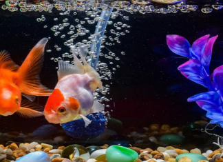 Air Pumps Aquarium