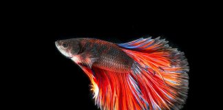 Betta Fish