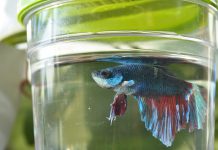 Betta Fish Water