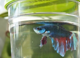 How To Change Betta Fish Water In 3 Simple Ways Betta Fish Water
