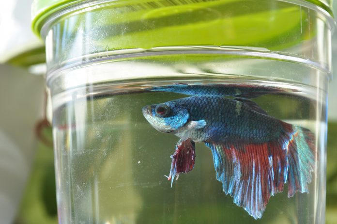 Betta Fish Water