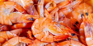 freshwater-shrimp-to-eat