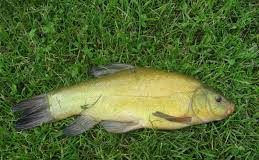 grass carp bait