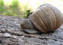 what snails eat