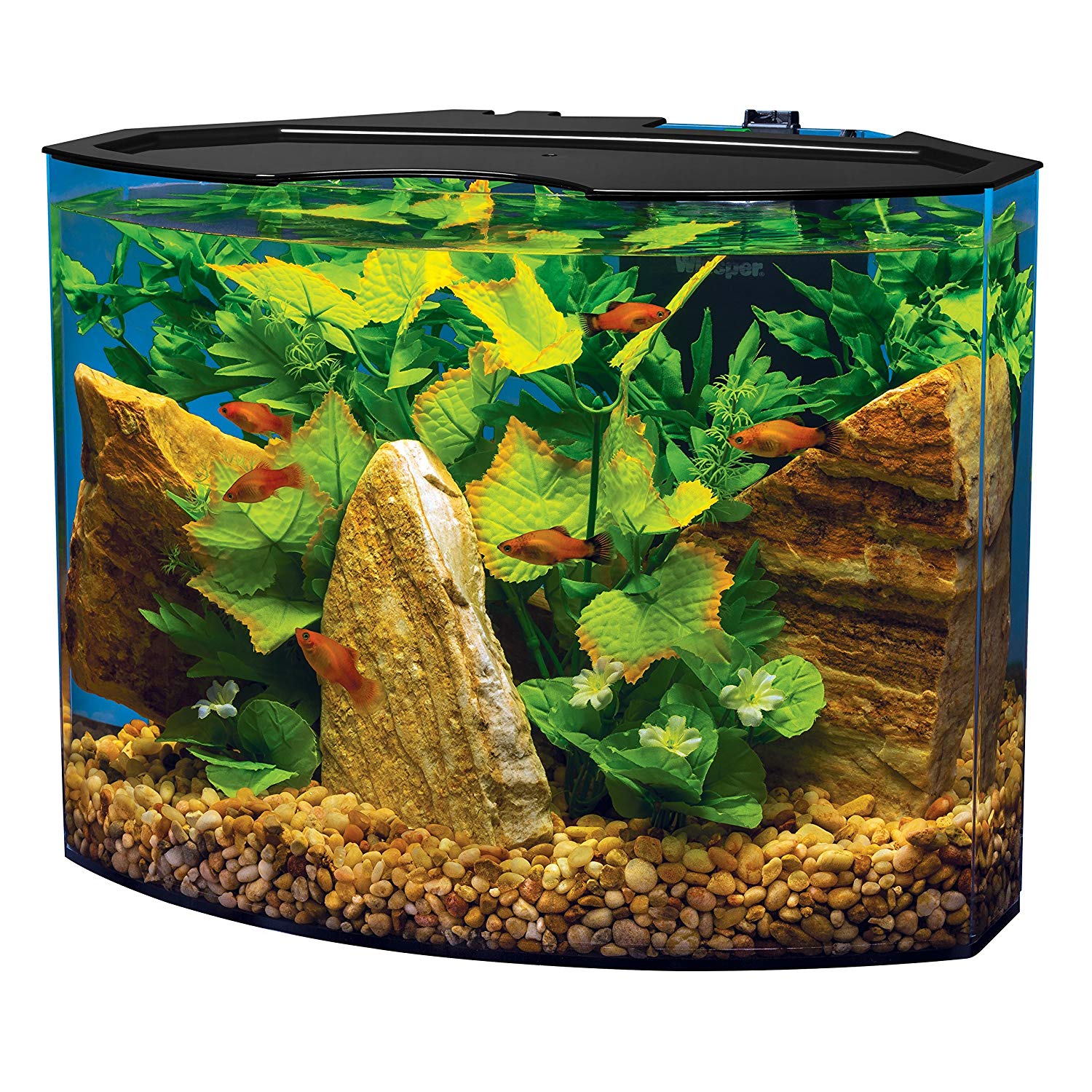 The Best Tank For Betta Fish Top 5 List - Stories Of Water