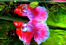 Best Plants For Betta