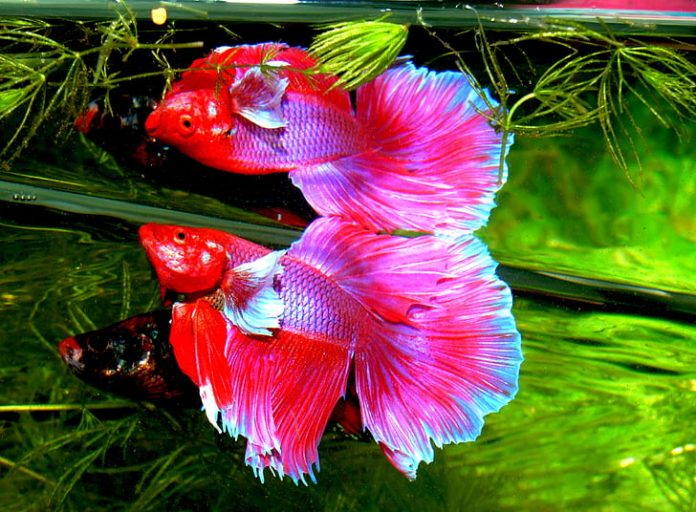 10 Of The Best Plants For Betta Aquariums! - Stories Of Water