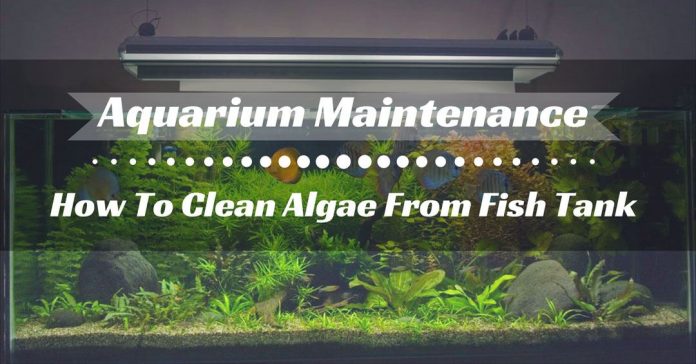 Clean Fish Tank