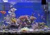 Saltwater Aquarium