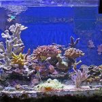 How to Cycle a Saltwater Aquarium in 2026: The Complete Fishless Cycling Guide Saltwater Aquarium