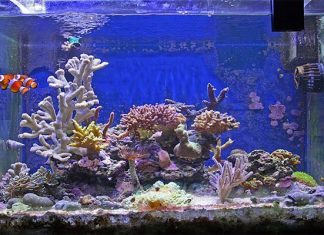 Saltwater Aquarium