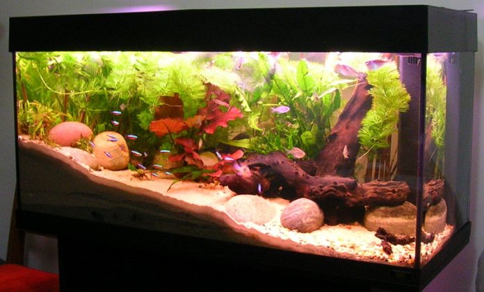 Clean Aquarium Plants