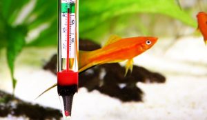 best-aquarium-thermometer
