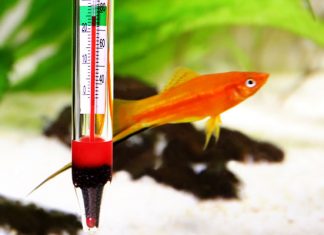 best-aquarium-thermometer