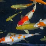 What Is the Best Fish Finder in 2026? 10 Top Picks for Boats, Kayaks, and Serious Anglers best goldfish food