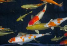 What Is the Best Fish Finder in 2026? 10 Top Picks for Boats, Kayaks, and Serious Anglers best goldfish food