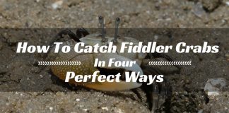 fiddler crab trap