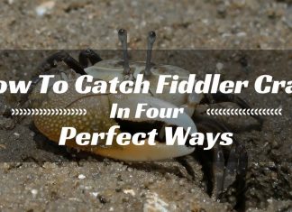 fiddler crab trap