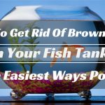 get rid of brown algae