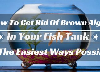 get rid of brown algae