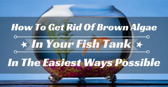 get rid of brown algae