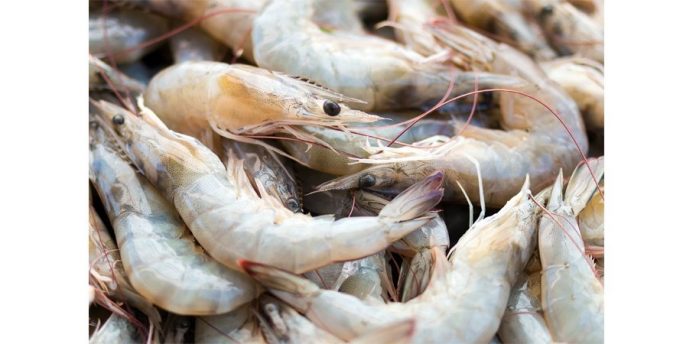 how to hook a shrimp