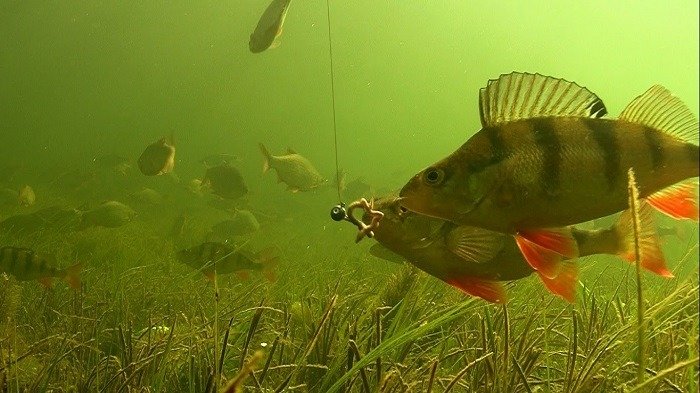 How To Catch Perch: 19 Of The Best Techniques And Tips - Stories Of Water