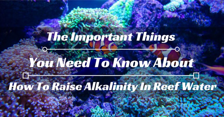 The Important Things You Need To Know About How To Raise Alkalinity In ... - Importance Of Monitoring Alkalinity In Reef Aquariums Regularly