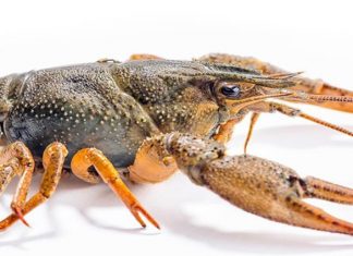 Build A Crawfish Trap